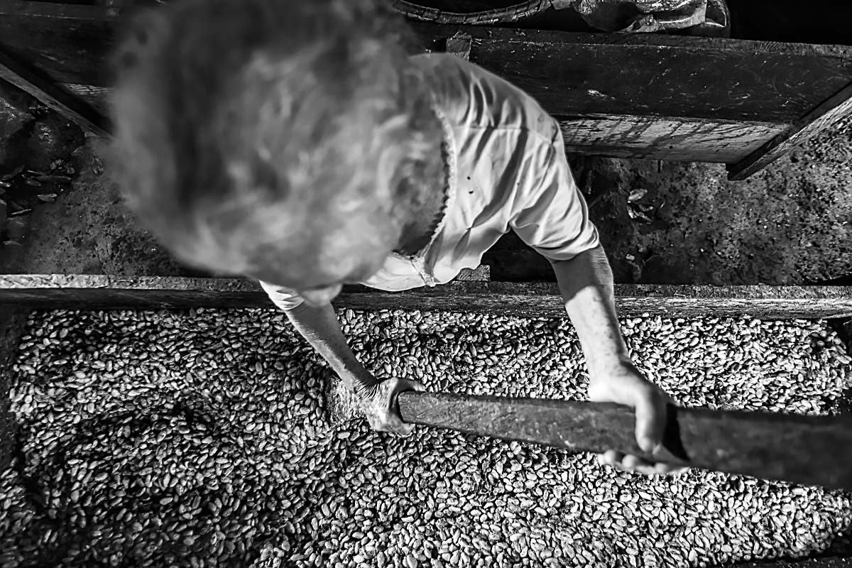 A female cacao farmer labors over a vat of cacao beans in this black and white photo.