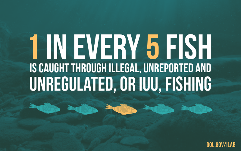 Infographic showing 5 fish. 1 is orange and the other 4 are teal. 