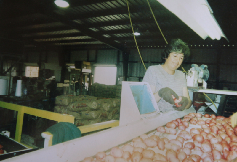 Maria Rodriguez Rodriguez, the author’s mother, is pictured working at a potato packing house.